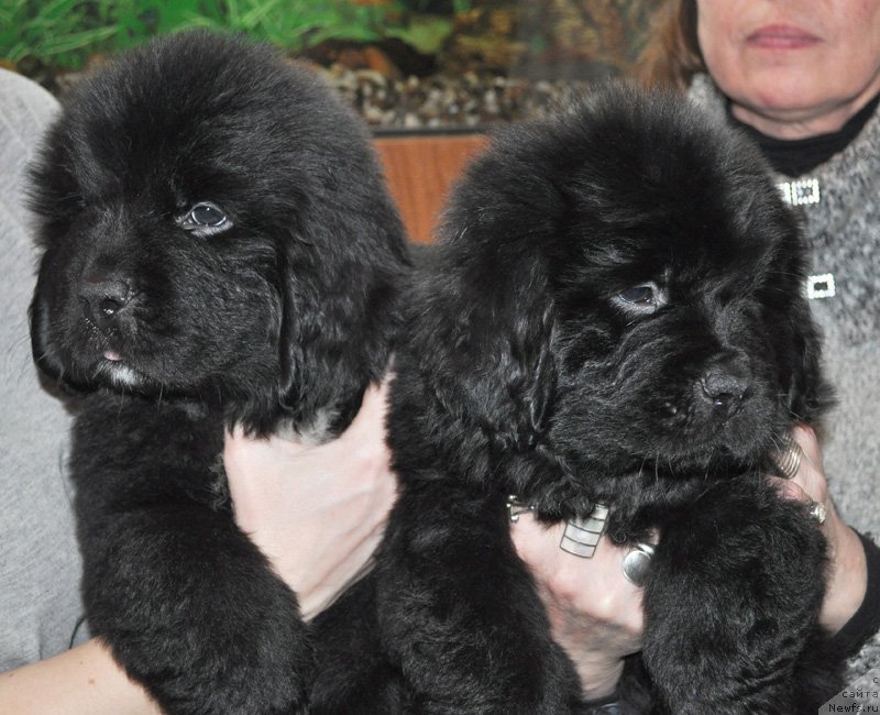 Фото: Девочки