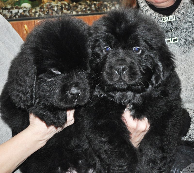 Фото: Девочки