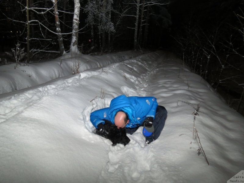 Фото: ньюфаундленд Черный Балу Джонс