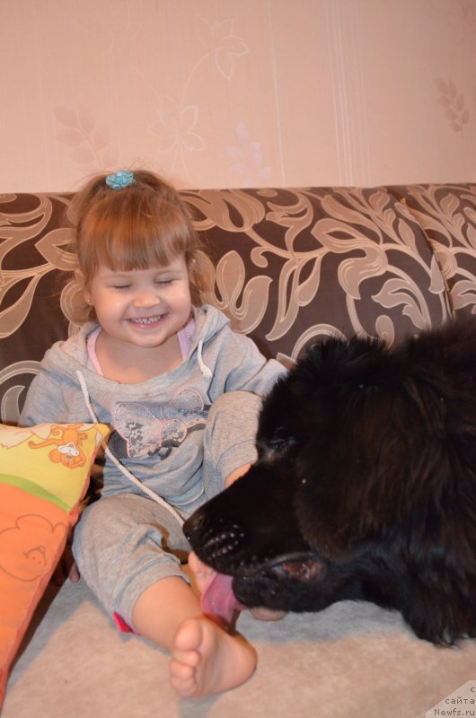 Фото: ньюфаундленд Черная Мафия Зесту Бетту (Chernaya Mafia Zesty Betty), Ксюша