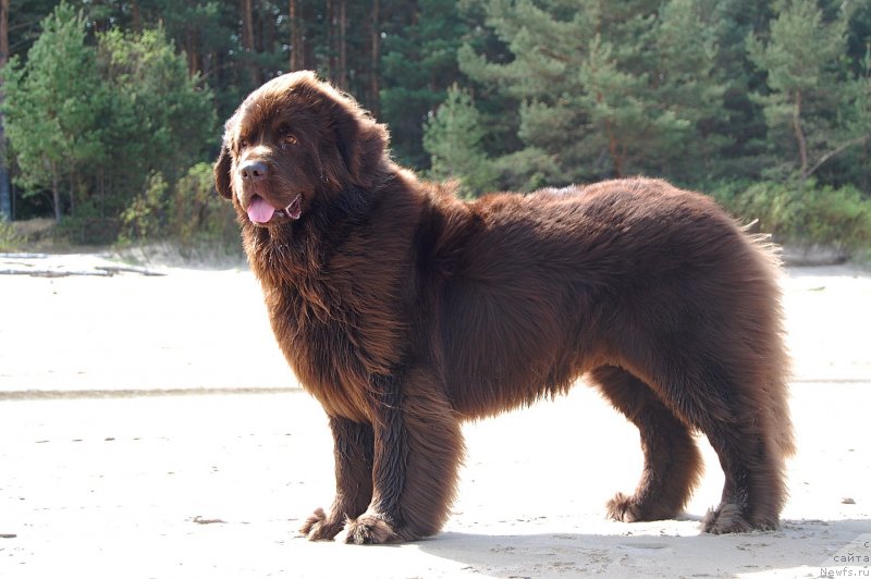 Фото: ньюфаундленд Newettas Vanessa