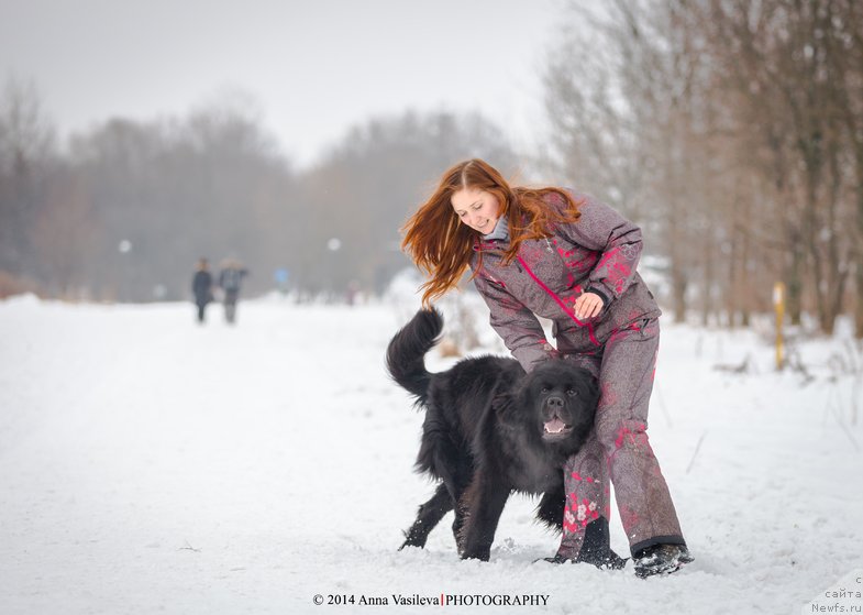 Фото: ньюфаундленд Черный Чанк с Берега Дона (Chernyj Chank s Berega Dona)