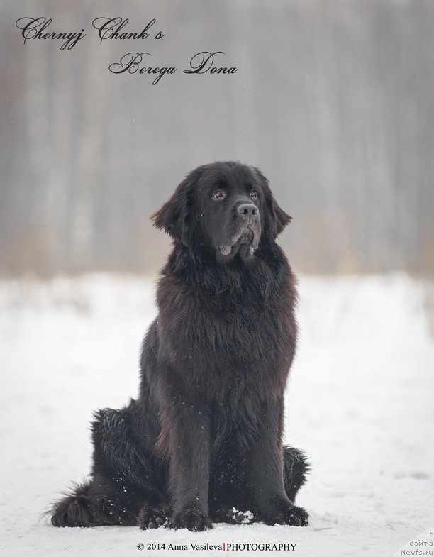 Фото: ньюфаундленд Черный Чанк с Берега Дона (Chernyj Chank s Berega Dona)