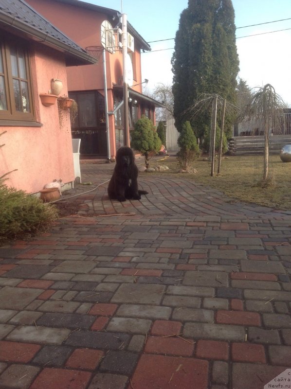 Фото: ньюфаундленд Guliver Moon Bear