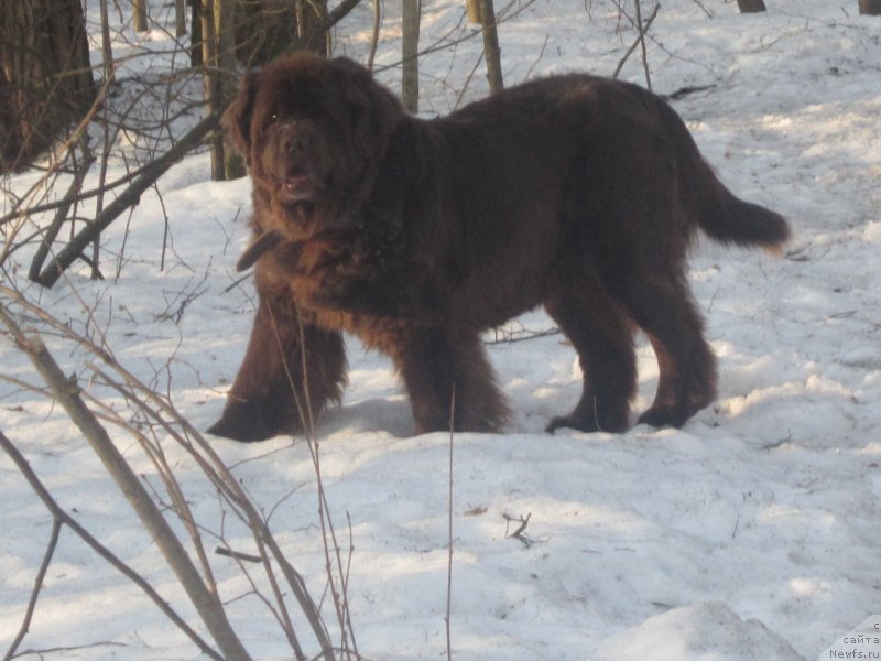 Фото: ньюфаундленд Игерма из Академии Шоколада (Igerma iz Akademii Shokolada), ньюфаундленд Игерма из Академии Шоколада (Igerma iz Akademii Shokolada), ньюфаундленд Игерма из Академии Шоколада (Igerma iz Akademii Shokolada), ньюфаундленд Игерма из Академии Шоколада (Igerma iz Akademii Shokolada), ньюфаундленд Игерма из Академии Шоколада (Igerma iz Akademii Shokolada), ньюфаундленд Игерма из Академии Шоколада (Igerma iz Akademii Shokolada)