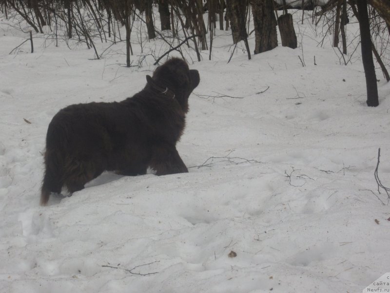 Фото: ньюфаундленд Игерма из Академии Шоколада (Igerma iz Akademii Shokolada)