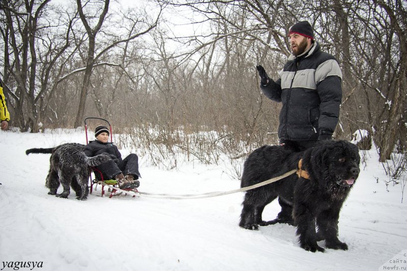 Фото: Иван, Андрей Волков, ньюфаундленд Львиное Сердце