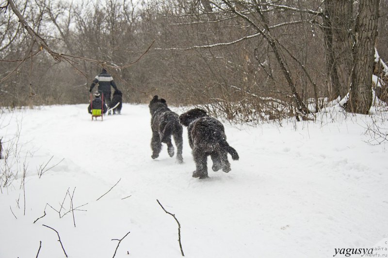 Фото: ньюфаундленд Черный Балу Добрыня, ньюфаундленд Черный Балу Дюссельдорф