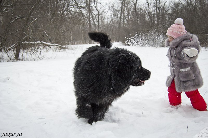 Фото: ньюфаундленд Львиное Сердце, Ульяна
