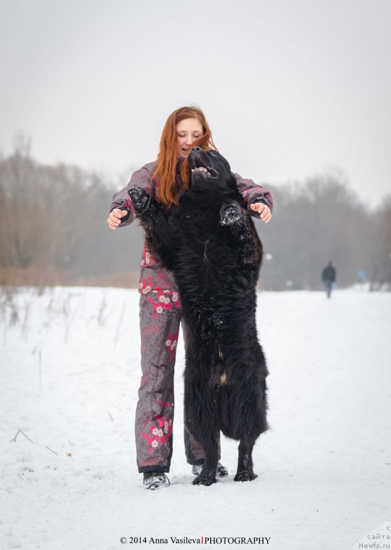 Фото: ньюфаундленд Черный Чанк с Берега Дона (Chernyj Chank s Berega Dona)