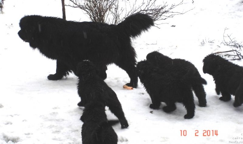 Фото: ньюфаундленд Смигар Галакси Шелл Вин (Smigar Galaxsy Shall Win)