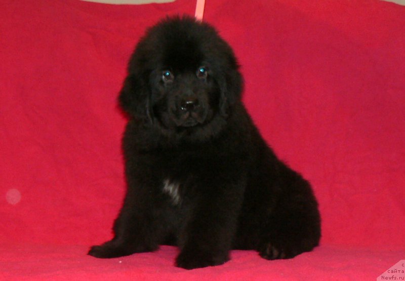 Фото: ньюфаундленд Смигар Укротительница Тигров