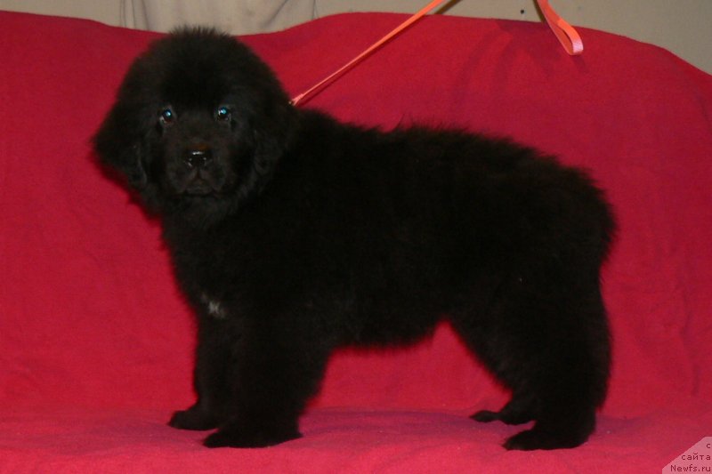 Фото: ньюфаундленд Смигар Укротительница Тигров