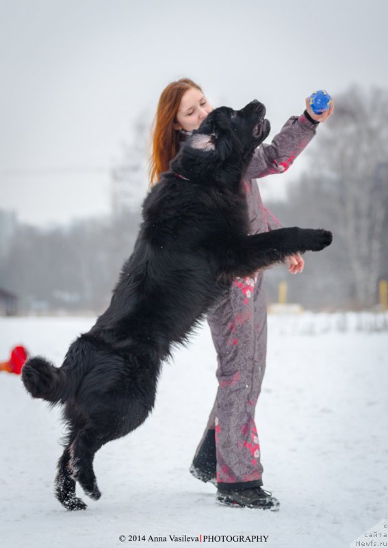 Фото: ньюфаундленд Черный Чанк с Берега Дона (Chernyj Chank s Berega Dona)