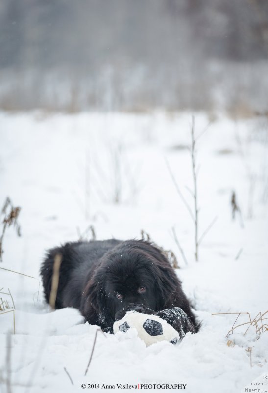 Фото: ньюфаундленд Черный Чанк с Берега Дона (Chernyj Chank s Berega Dona)