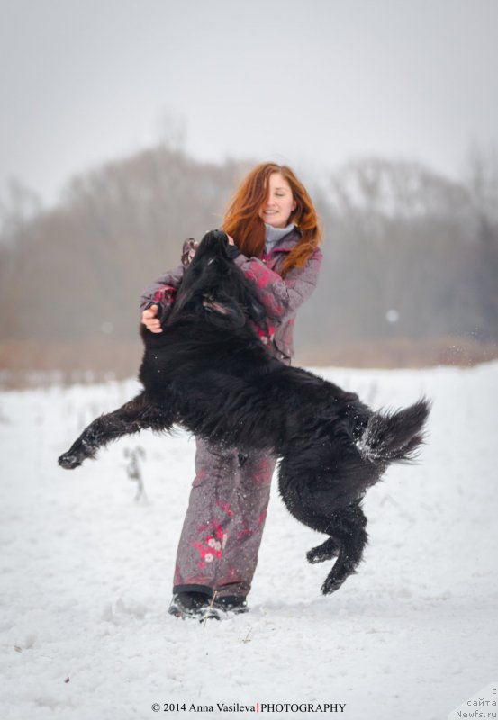 Фото: ньюфаундленд Черный Чанк с Берега Дона (Chernyj Chank s Berega Dona)