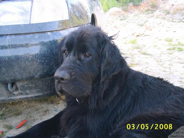 Фото: ньюфаундленд Чародейка Фабигги