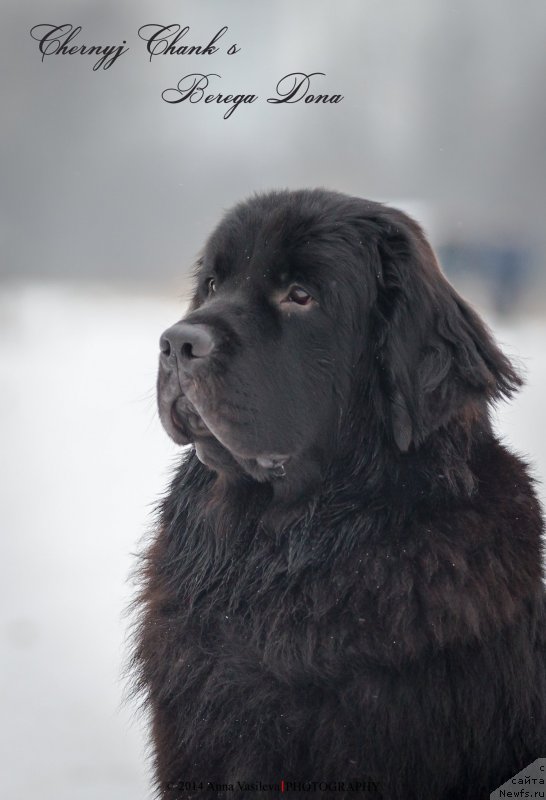 Фото: ньюфаундленд Черный Чанк с Берега Дона (Chernyj Chank s Berega Dona)
