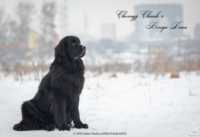 Фото: ньюфаундленд Черный Чанк с Берега Дона (Chernyj Chank s Berega Dona)