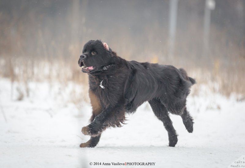 Фото: ньюфаундленд Черный Чанк с Берега Дона (Chernyj Chank s Berega Dona)