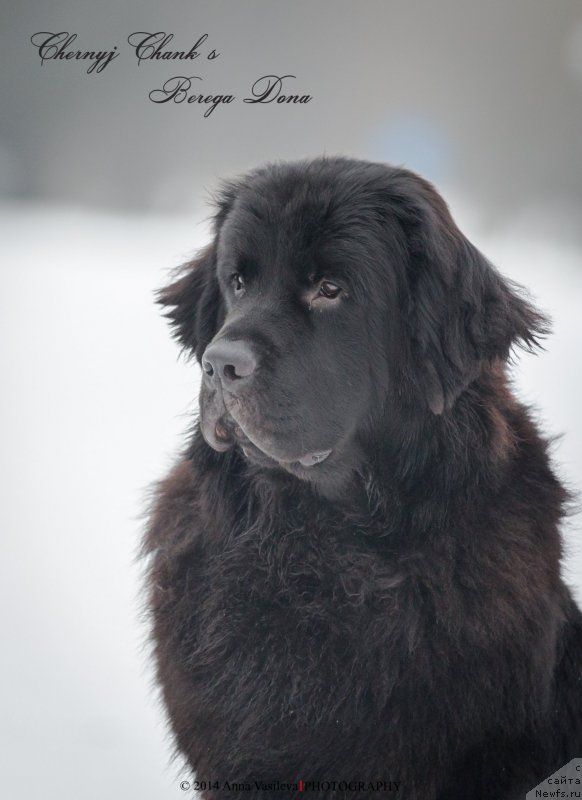 Фото: ньюфаундленд Черный Чанк с Берега Дона (Chernyj Chank s Berega Dona)