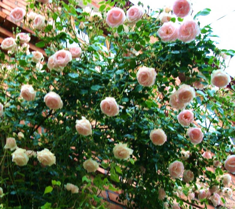 Фотография № 147235