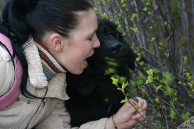 Фото: ньюфаундленд Кайден Плейфул (Kaiden Playful)