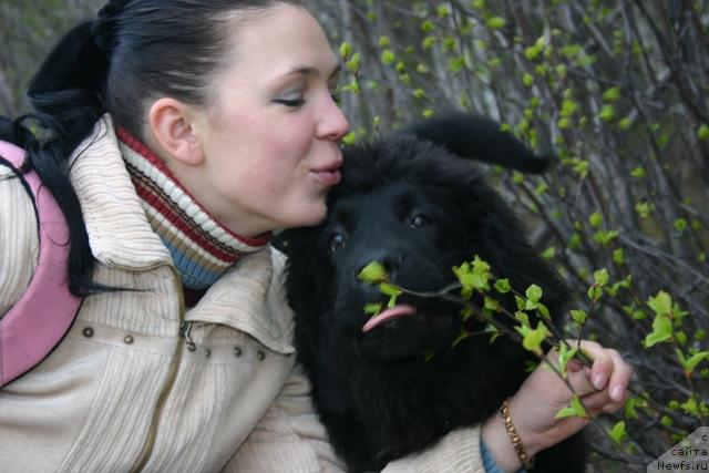 Фото: ньюфаундленд Кайден Плейфул (Kaiden Playful)