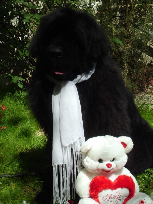 Фото: ньюфаундленд Питерньюф Чао-Какао