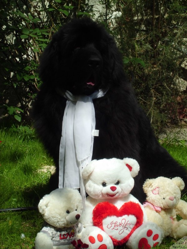 Фото: ньюфаундленд Питерньюф Чао-Какао