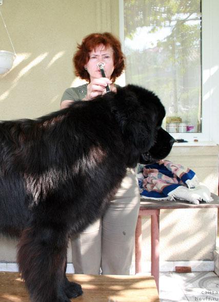 Фото: ньюфаундленд Потап Фидель, Наталья Обуховская