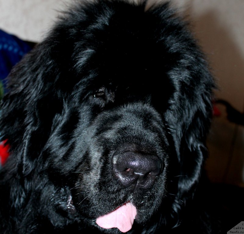 Фото: ньюфаундленд Кара Аюлар Гранд Фьючи Явный Лидер