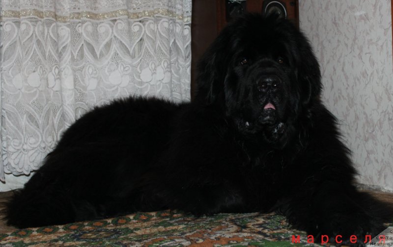 Фото: ньюфаундленд Кара Аюлар Гранд Фьючи Явный Лидер