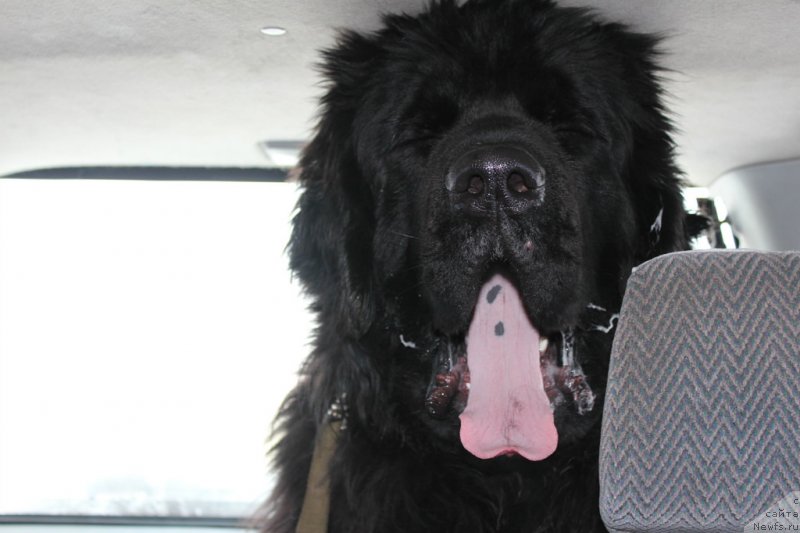 Фото: ньюфаундленд Кара Аюлар Гранд Фьючи Явный Лидер