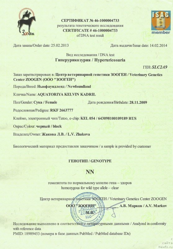 Фото: ньюфаундленд Акватория Келвин Кадриль (Aquatoriya Kelvin Kadril)