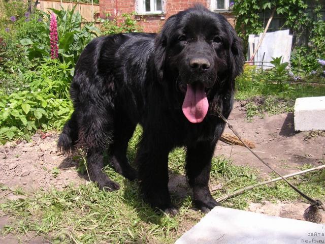 Фото: ньюфаундленд Сангрия