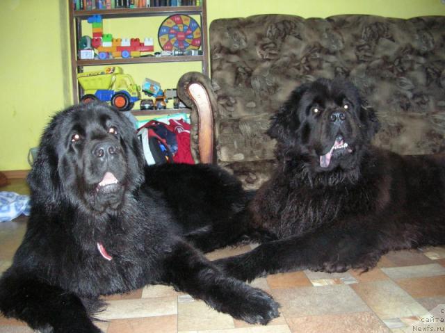 Фото: ньюфаундленд King of Helluland Dizzy Beauty, ньюфаундленд Отважный Рыцарь от Сибирского Медведя