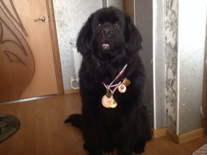 Фото: ньюфаундленд Гай Юлий Цезарь