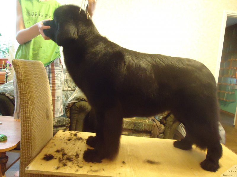 Фото: ньюфаундленд Ай Лав Рич (Ai Love Rich)