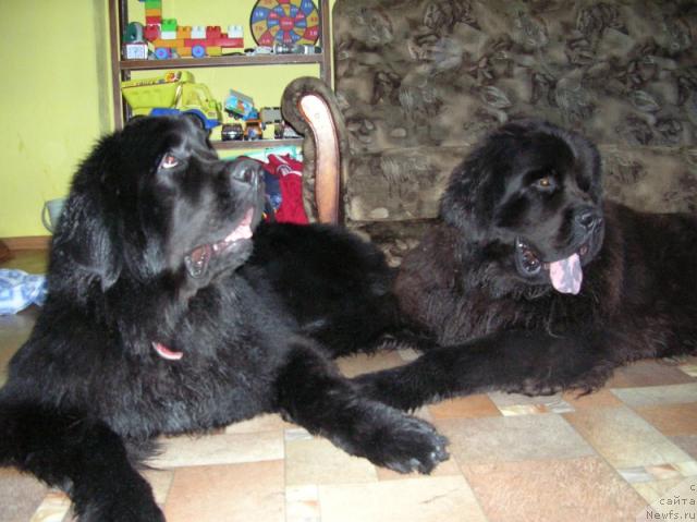 Фото: ньюфаундленд King of Helluland Dizzy Beauty, ньюфаундленд Отважный Рыцарь от Сибирского Медведя