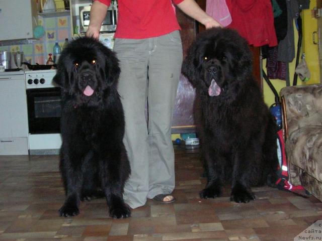 Фото: ньюфаундленд King of Helluland Dizzy Beauty, ньюфаундленд Отважный Рыцарь от Сибирского Медведя