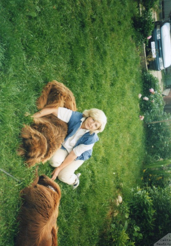 Фото: ньюфаундленд Игерма из Академии Шоколада (Igerma iz Akademii Shokolada)