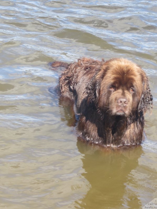 Фото: ньюфаундленд Игерма из Академии Шоколада (Igerma iz Akademii Shokolada)