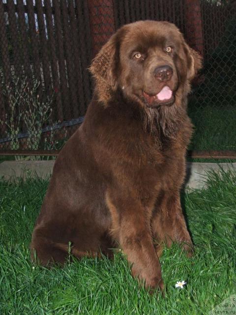 Фото: ньюфаундленд Екатерина с Берега Дона