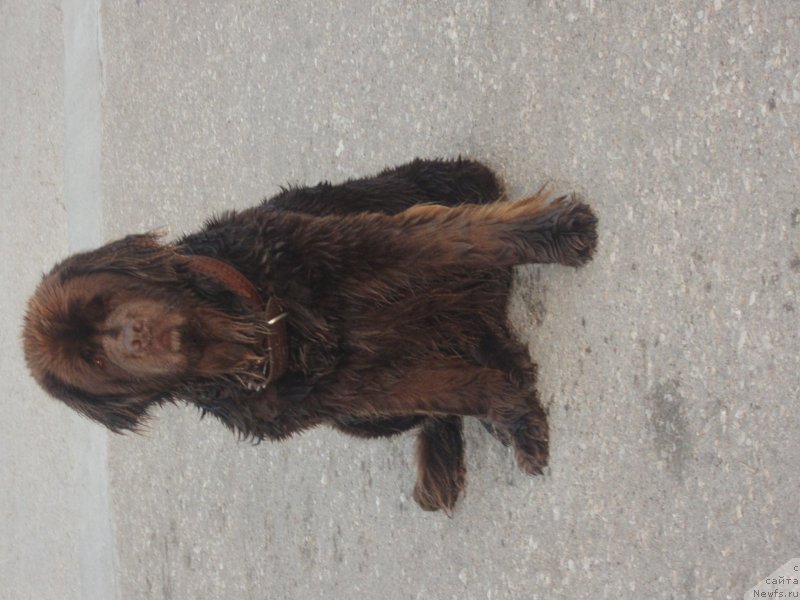 Фото: ньюфаундленд Игерма из Академии Шоколада (Igerma iz Akademii Shokolada)