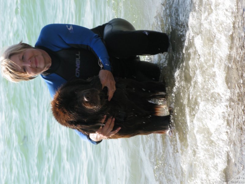 Фото: ньюфаундленд Игерма из Академии Шоколада (Igerma iz Akademii Shokolada)