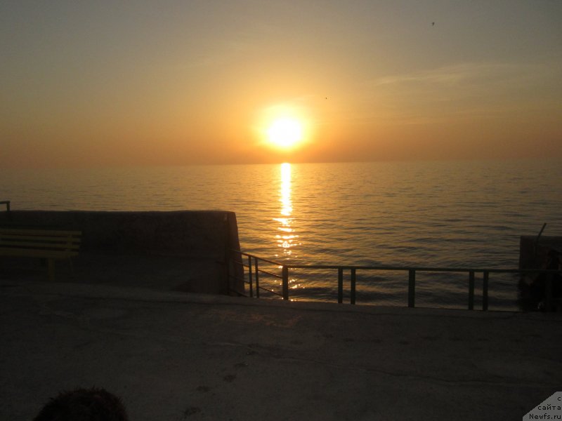 Фото: ньюфаундленд Игерма из Академии Шоколада (Igerma iz Akademii Shokolada)