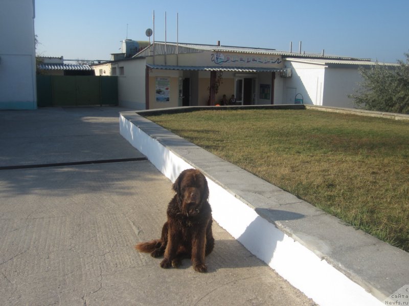 Фото: ньюфаундленд Игерма из Академии Шоколада (Igerma iz Akademii Shokolada)