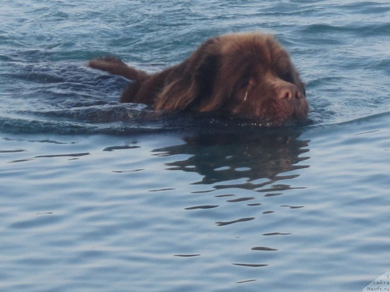 Фото: ньюфаундленд Игерма из Академии Шоколада (Igerma iz Akademii Shokolada)