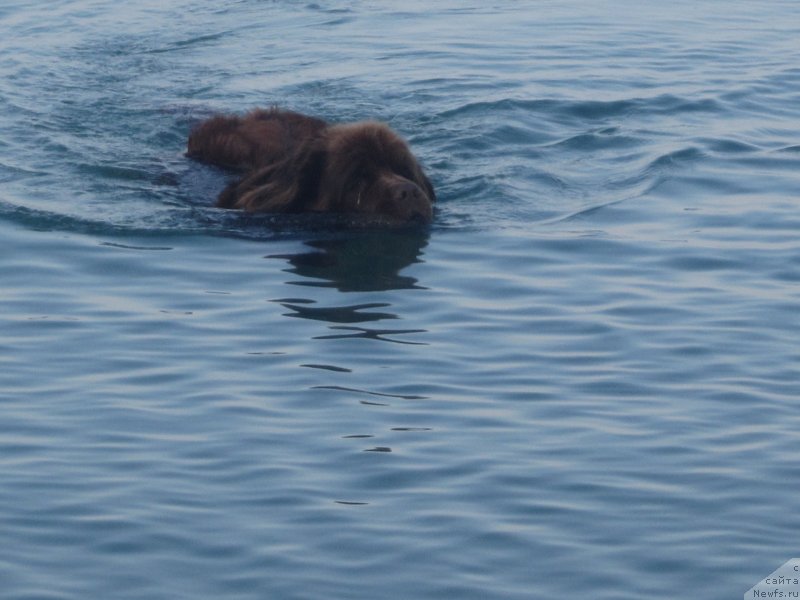 Фото: ньюфаундленд Игерма из Академии Шоколада (Igerma iz Akademii Shokolada)